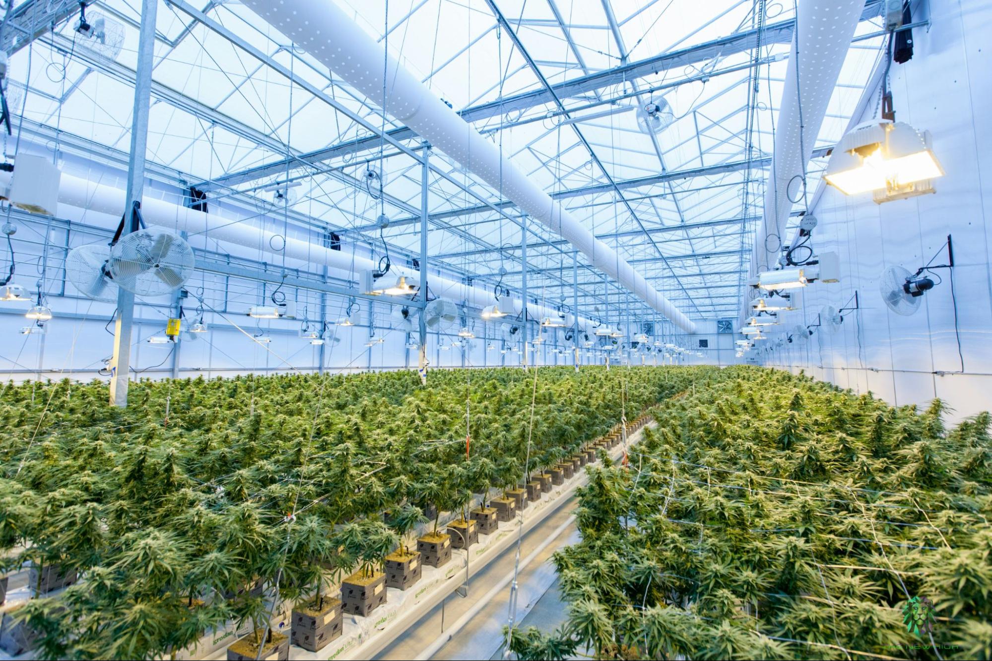 Cannabis Cultivation